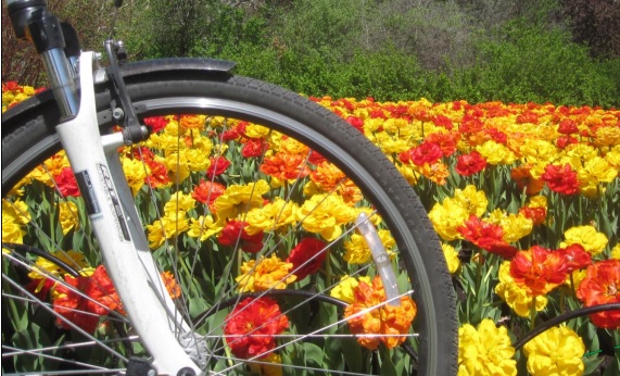 tulipstwowheels